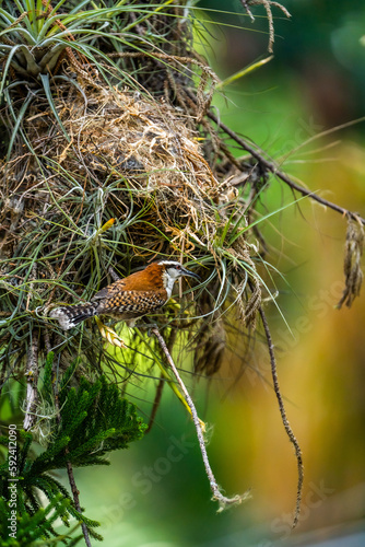 A mother bird outside her nest...The rufous-backed wren (Campylorhynchus capistratus) is a songbird of the family Troglodytidae. It is a resident breeding species from southwest Mexico to Costa Rica.. photo