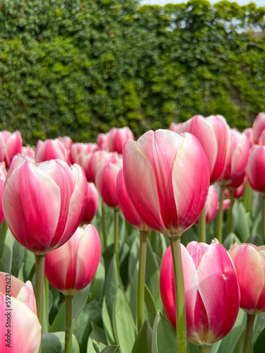 pink and white tulips in a field