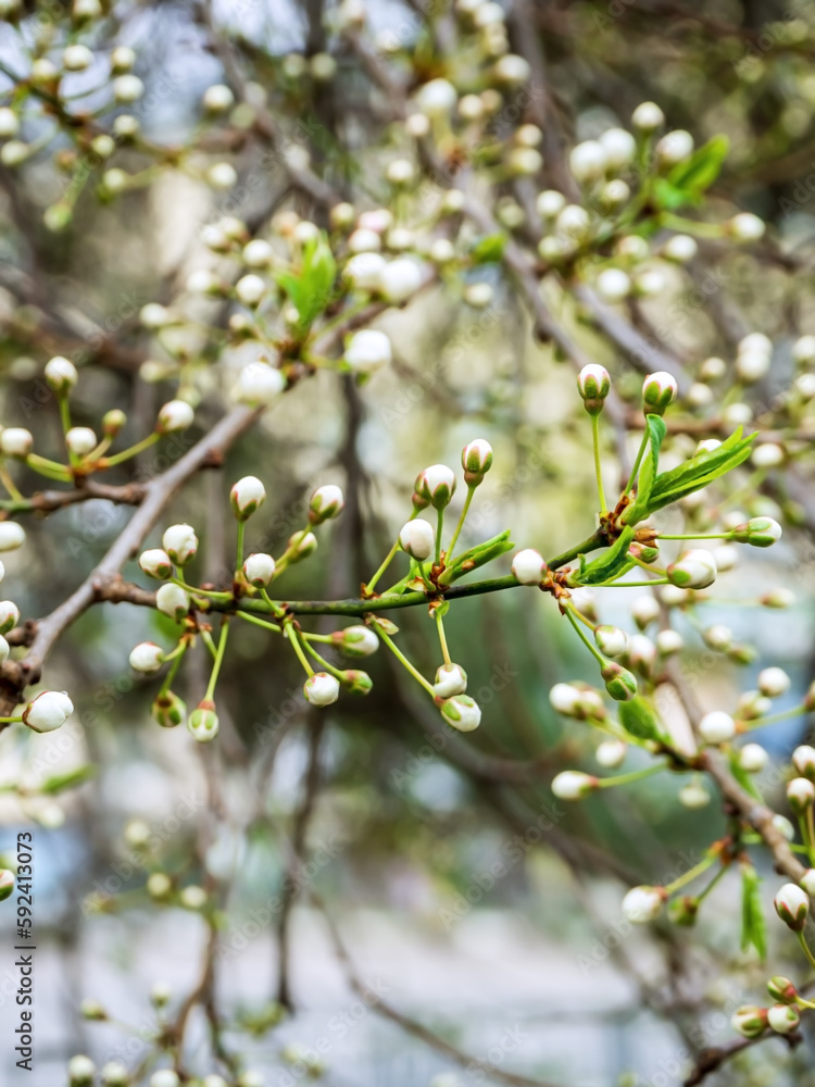 small closed thorn buds on the branches of a thorn tree. blooming Prúnus spinosa small closed thorn buds on the branches of a thorn tree. blooming Prúnus spinosa
