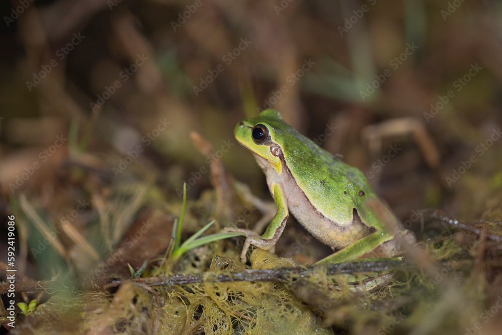 The Italian tree frog (Hyla intermedia) is a species of frog in the family Hylidae, found in Italy, Slovenia and Switzerland. The Italian tree frog (Hyla intermedia) is a species of frog in the family Hylidae, found in Italy, Slovenia and Switzerland.