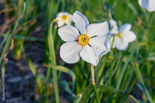 Wiosenny biały kwiatek, makro. Kwiat