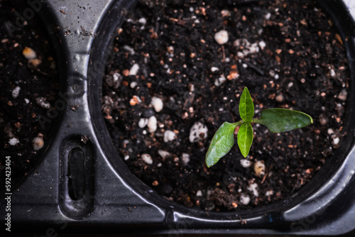 Small seedling sprout grows in plastic pot, top view