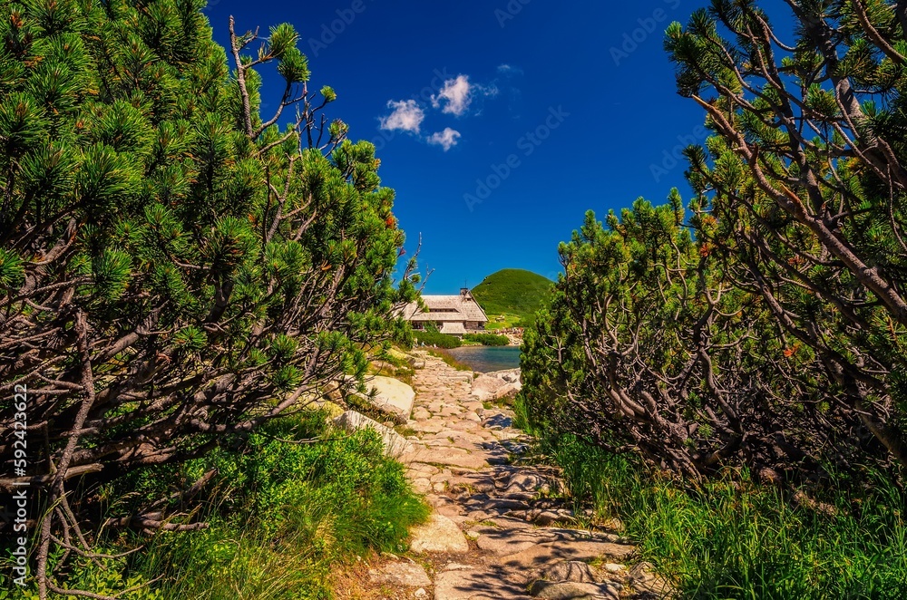 Trail and mountain chalet in the beautiful summer scenery. Path leading through dwarf pine trees to the wooden hostel in the Five Pond Valley in Tatra mountains, Poland.