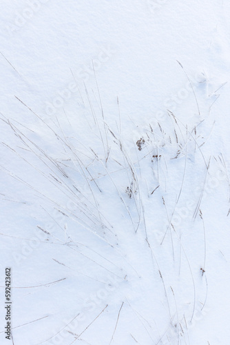 Frozen herbs are in the snow, top view. Vertical photo, abstract photo
