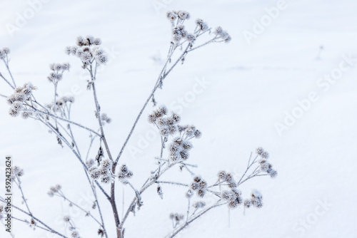 Dry frozen burdock is in a snowdrift, close up photo with selective focus