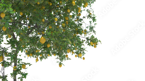 lemon plant with ripe fruit, no background very clean, good for graphic source photo