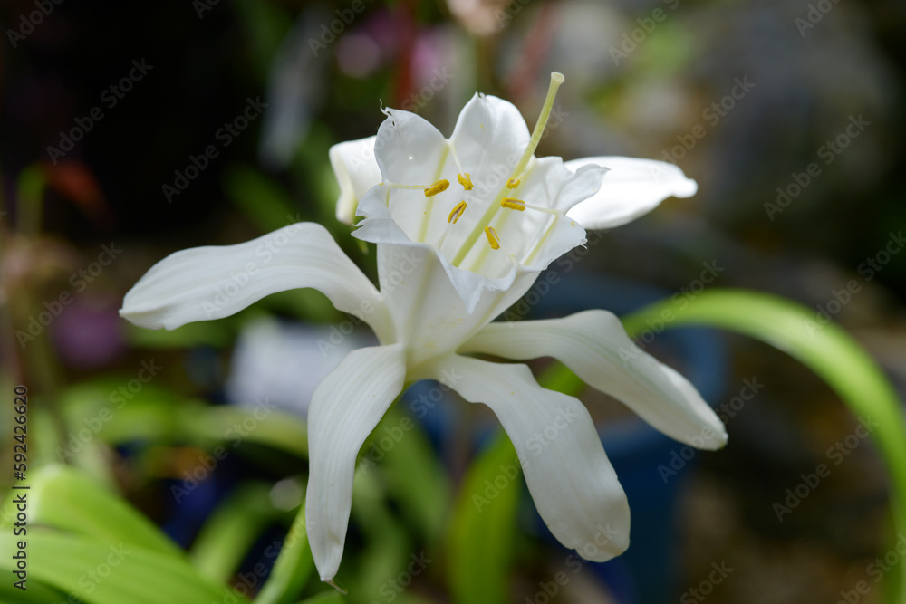 Obraz premium パミアンテ・ペルウィアナ