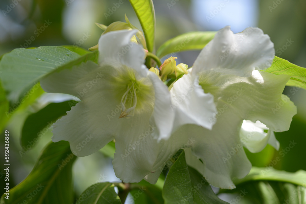 Obraz premium ポーモンティア・ムルティフロラ