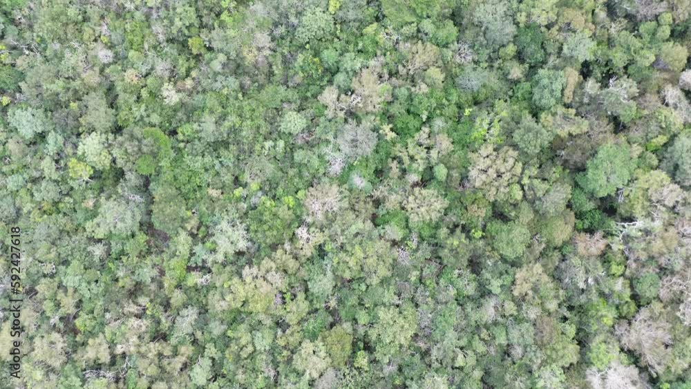 green moss background green moss background