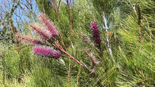 4K HD video zooming in on Grevillea petrophiloides also called Big Bird or Pink Pokers, A medium-sized evergreen shrub to 4 to 6 feet tall with finely divided dark-green leaves that are held upright.
