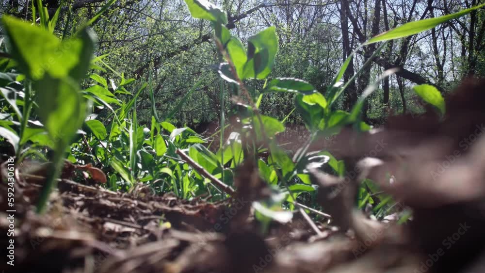 Extremely low point of view of vegetation growing on the forest ground including grass, fallen leaves and small plants. Extremely low point of view of vegetation growing on the forest ground including grass, fallen leaves and small plants.