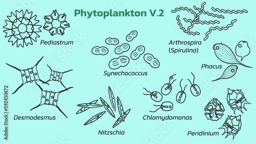 Phytoplankton are tiny, plant-like organisms that drift in bodies of water, playing a crucial role in the food chain and the production of oxygen.