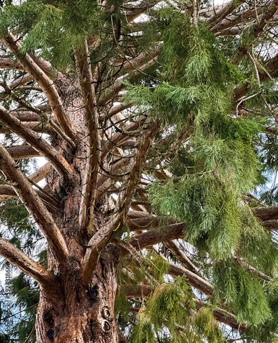 Sequoia tree. Giant Sequoia Tree in Salem Oregon