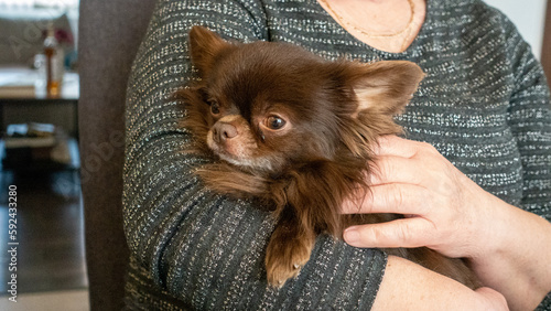 A cute brown puppy chihuahua in the arms of an elderly woman