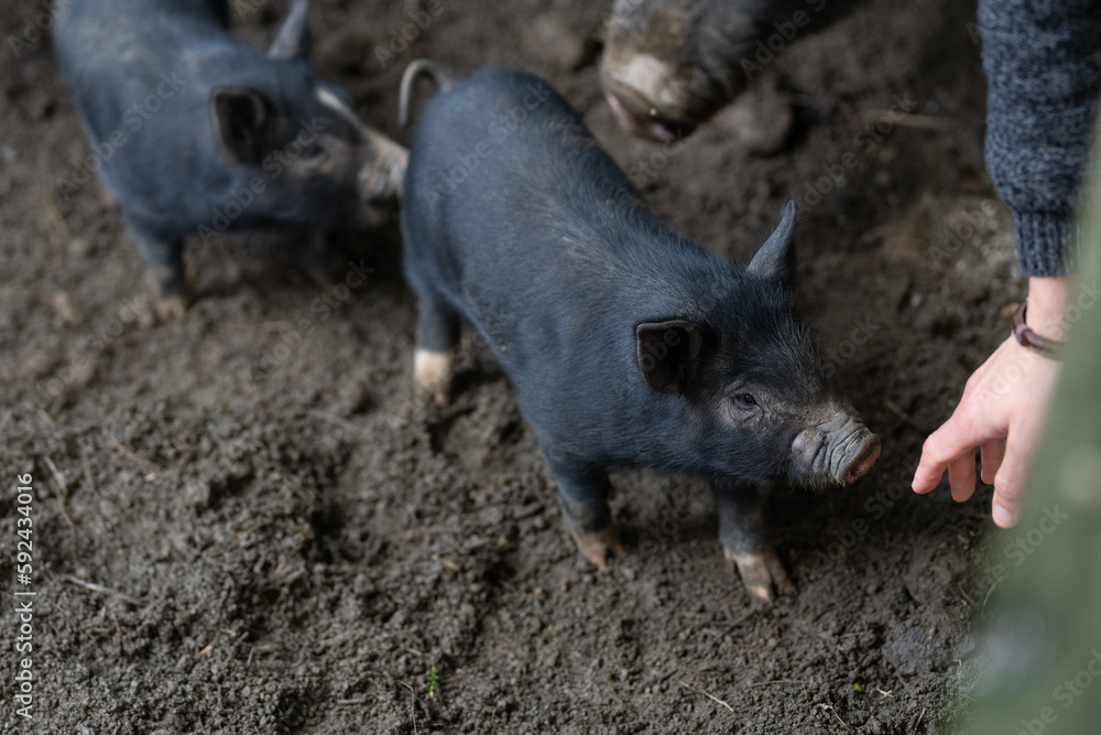 A domesticated wild black pig in a sty A domesticated wild black pig in a sty