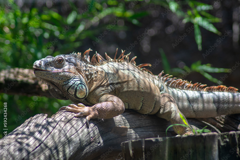 Hermosa iguana gigante descansando sobre un tronco con fondo de hojas verdes en el zoológico de Chapultepec Hermosa iguana gigante descansando sobre un tronco con fondo de hojas verdes en el zoológico de Chapultepec