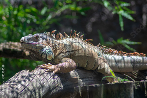 Hermosa iguana gigante descansando sobre un tronco con fondo de hojas verdes en el zool  gico de Chapultepec