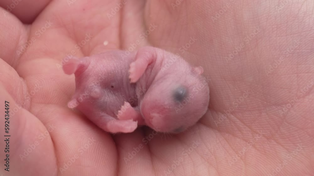 cute little bald newborn hamster in children's hands. cute little bald newborn hamster in children's hands.