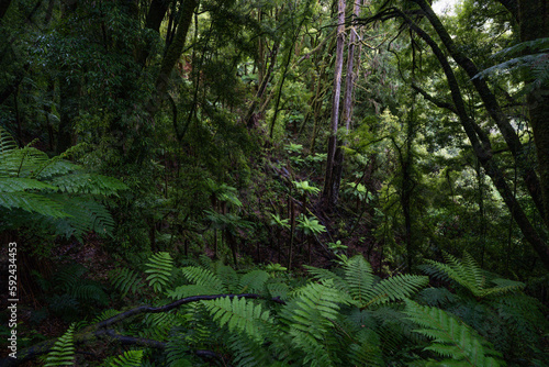 An ancient podocarp forest featuring kahikatea, rimu, totara, matai and miro