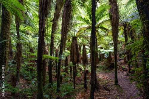 Native New Zealand ferns surrounded in a thick podocarp forest photo