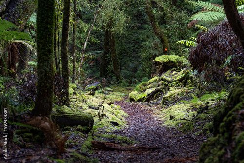 Pathway through ancient podocarp forest in the Whirinaki Conservation Park, New Zealand photo