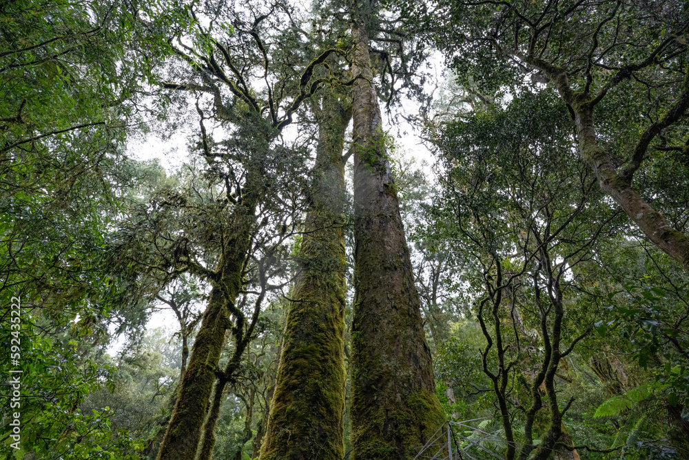 An ancient podocarp forest featuring kahikatea, rimu, totara, matai and miro An ancient podocarp forest featuring kahikatea, rimu, totara, matai and miro