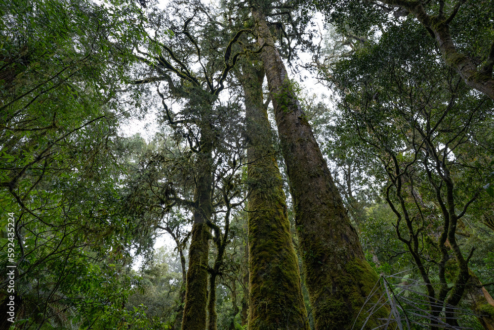 Fototapeta premium An ancient podocarp forest featuring kahikatea, rimu, totara, matai and miro