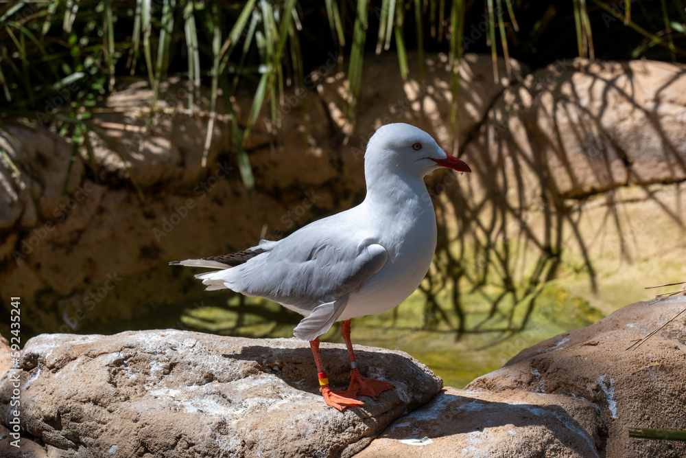 Silver Gull (Larus novaehollandiae) Silver Gull (Larus novaehollandiae)