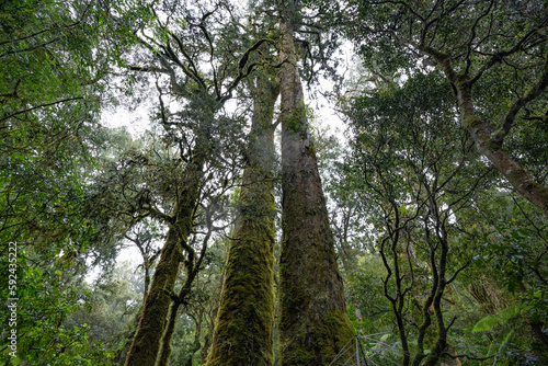 An ancient podocarp forest featuring kahikatea  rimu  totara  matai and miro