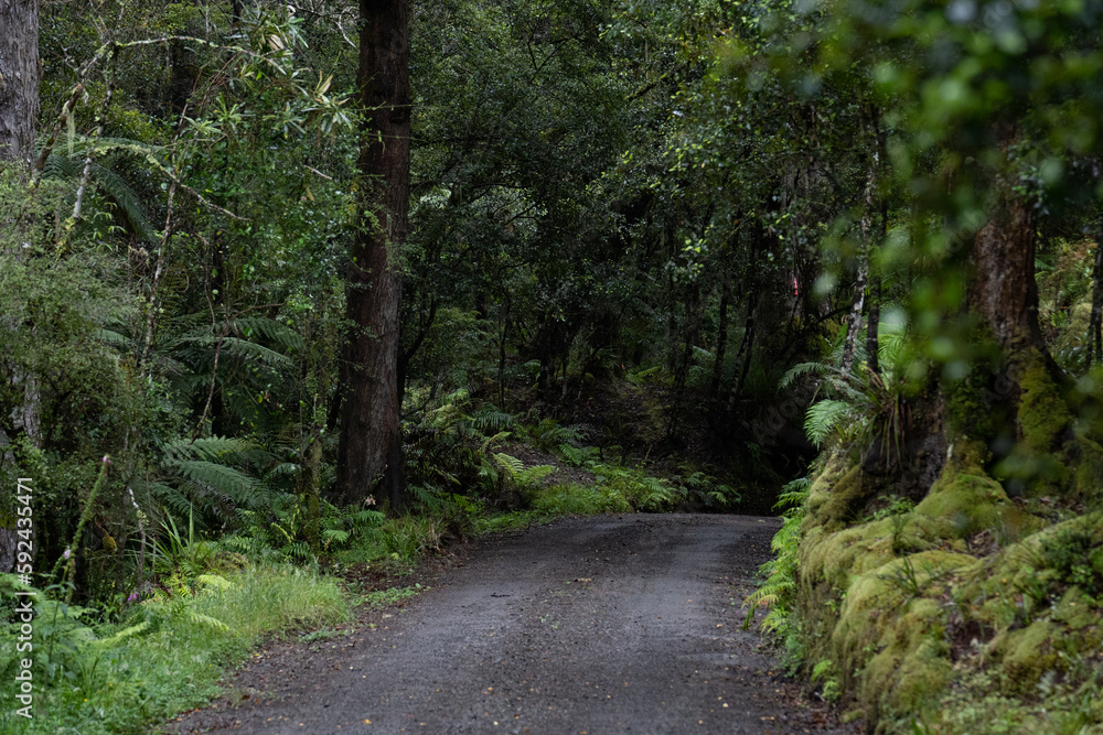 Naklejka premium Pathway through ancient podocarp forest in the Whirinaki Conservation Park, New Zealand
