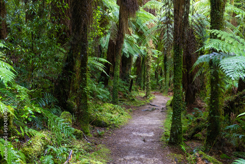Pathway through ancient podocarp forest in the Whirinaki Conservation Park, New Zealand