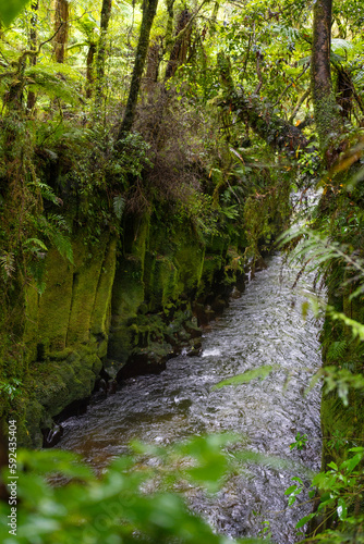 Te Whaiti nui a toi Canyon in Whirinaki Conservation Park © tristanbnz