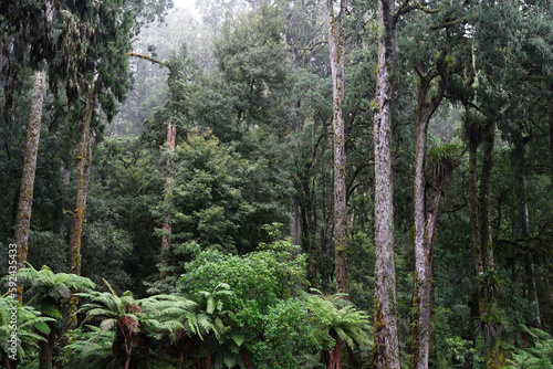 An ancient podocarp forest featuring kahikatea, rimu, totara, matai and miro photo