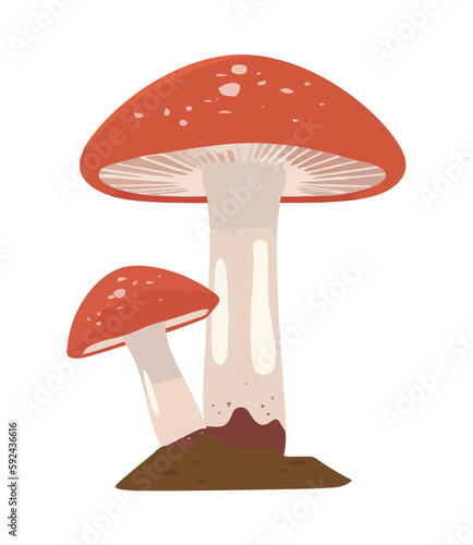 Edible mushroom growth in autumn forest season