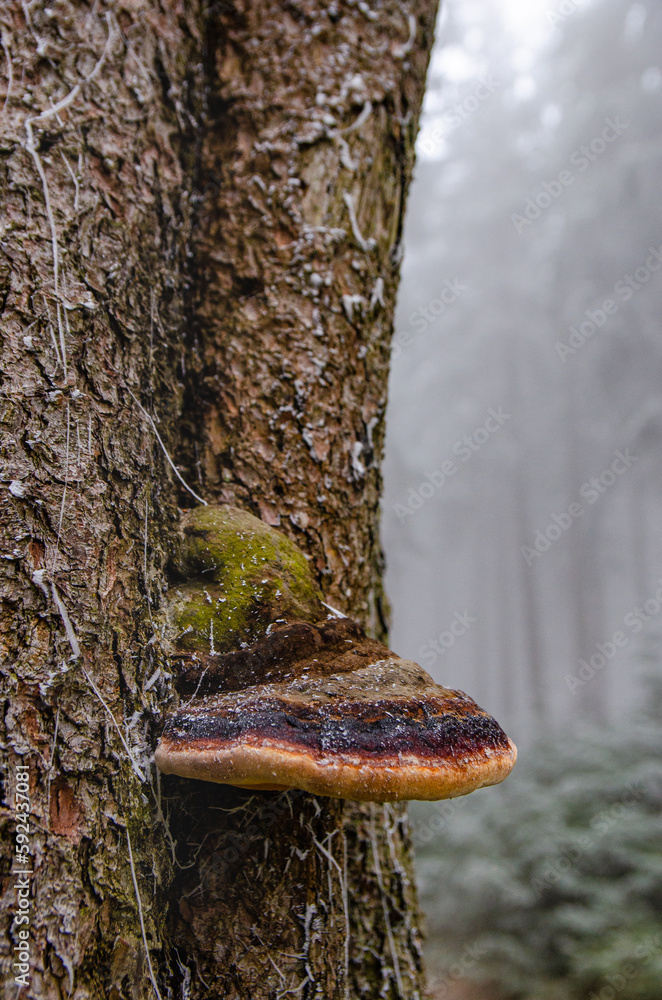 Detail of Red-Belted conk. Funghi - mushroom on a bark of a tree in misty forest. Detail of Red-Belted conk. Funghi - mushroom on a bark of a tree in misty forest.