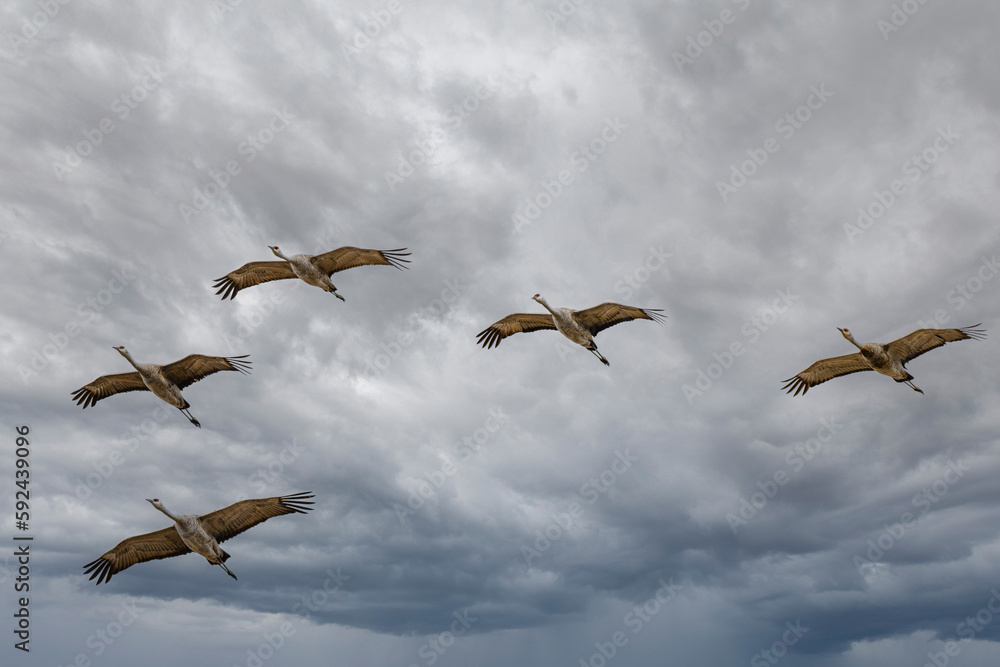 Fototapeta premium Sandhill Cranes (Antigone canadensis) in Flight