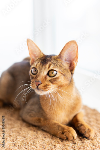 Closeup head of clumsy abyssinian cat in front portrait with curious face, on white background.