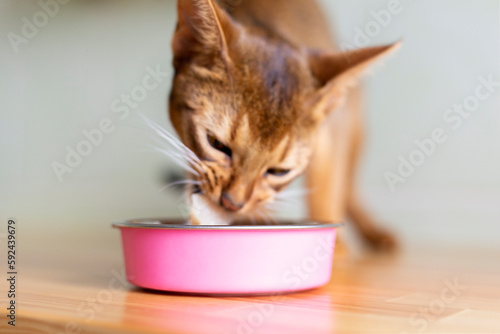 Ginger abyssinian cat eating cats food from a pink bowl, close-up, horizintal photo. Purebred kitten eating on wooden floor on white kitchen in the morning