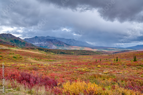 Colorful Autumn Tundra in Denali National Park, Alaska