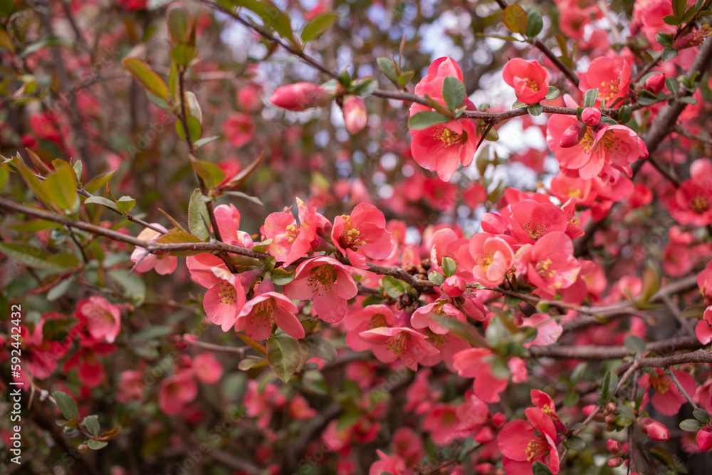 Tree or bush branches, spring red flowers, background. Beautiful day forest or garden, close-up of a blossoming. Japanese quince shrub or other. Tree or bush branches, spring red flowers, background. Beautiful day forest or garden, close-up of a blossoming. Japanese quince shrub or other.