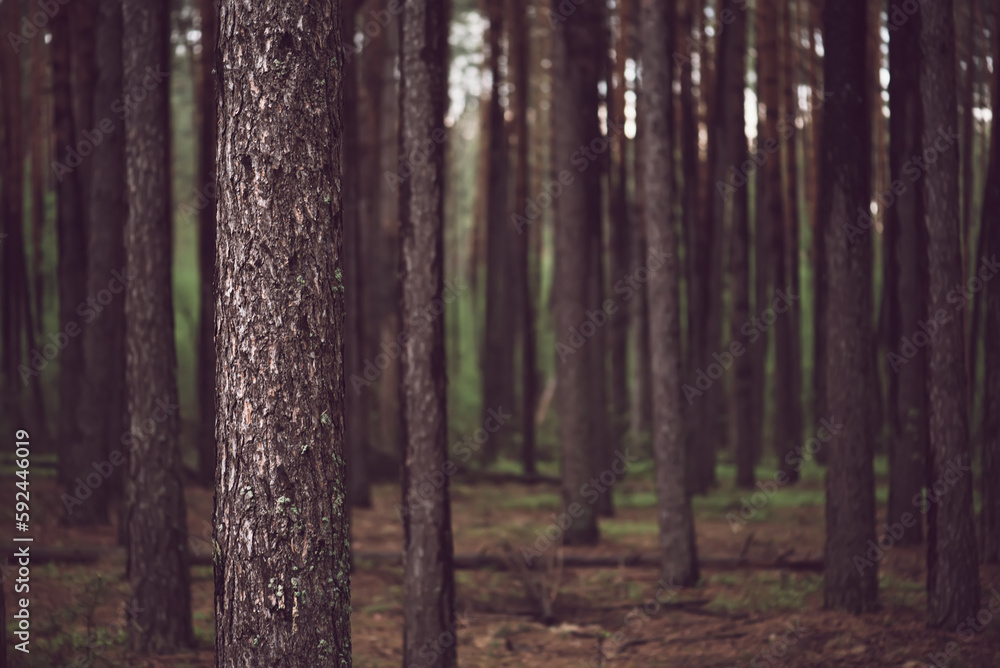 Obraz premium Dark pine forest