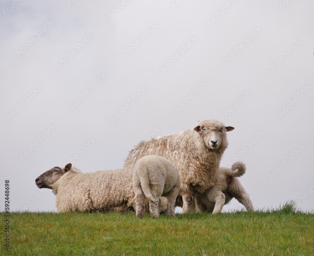 Schafsfamilie auf dem Nordseedeich