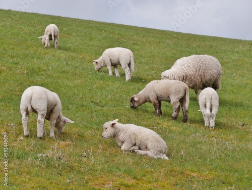 Schafe grasen auf dem Deich an der Nordseeküste