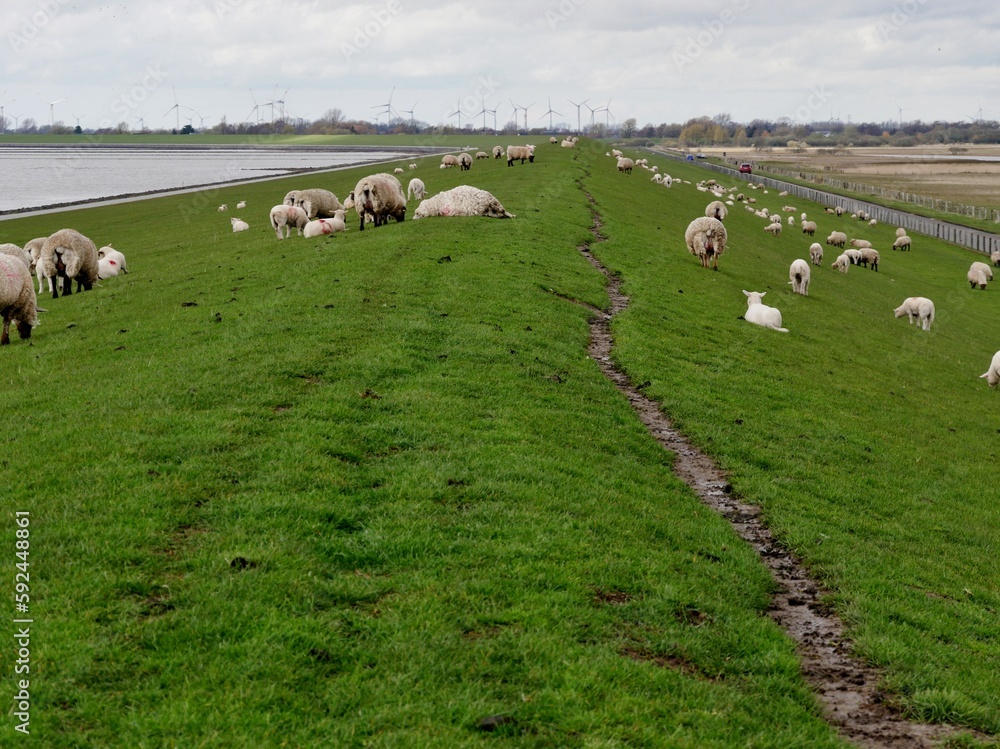 Schafe auf dem Deich an der Nordsee