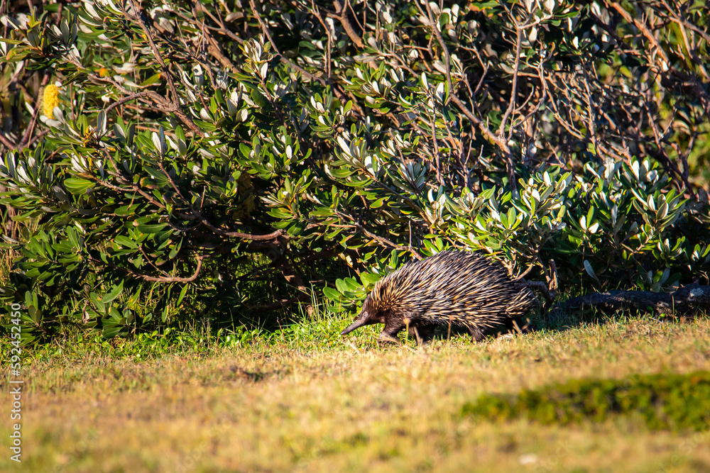 Beautiful wild short-beaked echidna walks near bush and looks for food. Look At Me Now Headland Walk, Coffs Harbour, NSW, Australia. Australian iconic wildlife Beautiful wild short-beaked echidna walks near bush and looks for food. Look At Me Now Headland Walk, Coffs Harbour, NSW, Australia. Australian iconic wildlife