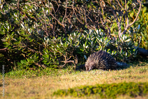 Beautiful wild short-beaked echidna walks near bush and looks for food. Look At Me Now Headland Walk, Coffs Harbour, NSW, Australia. Australian iconic wildlife