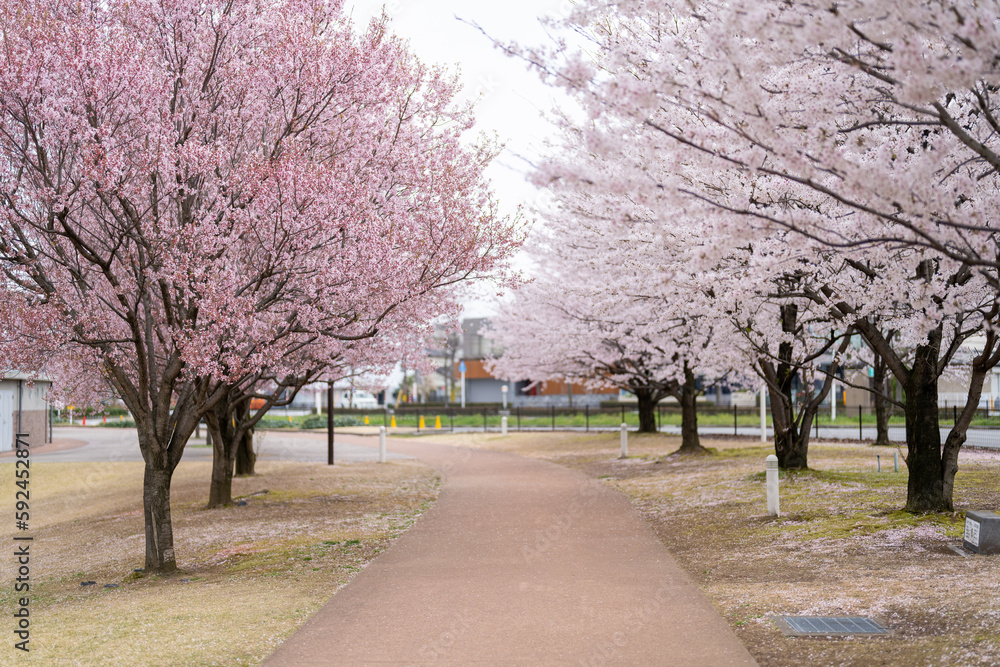 富山県富山市の富岩運河環水公園で桜の季節に散歩する風景 Scenery of a walk in Fugan Unga(Canal) Kannsui Park in Toyama City, Toyama Prefecture, during the cherry blossom season.