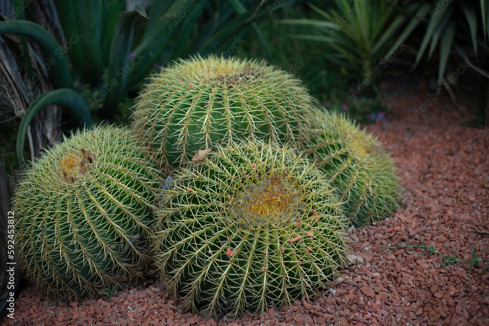 Beautiful prickly green cactus in hot summer weather in nature Beautiful prickly green cactus in hot summer weather in nature
