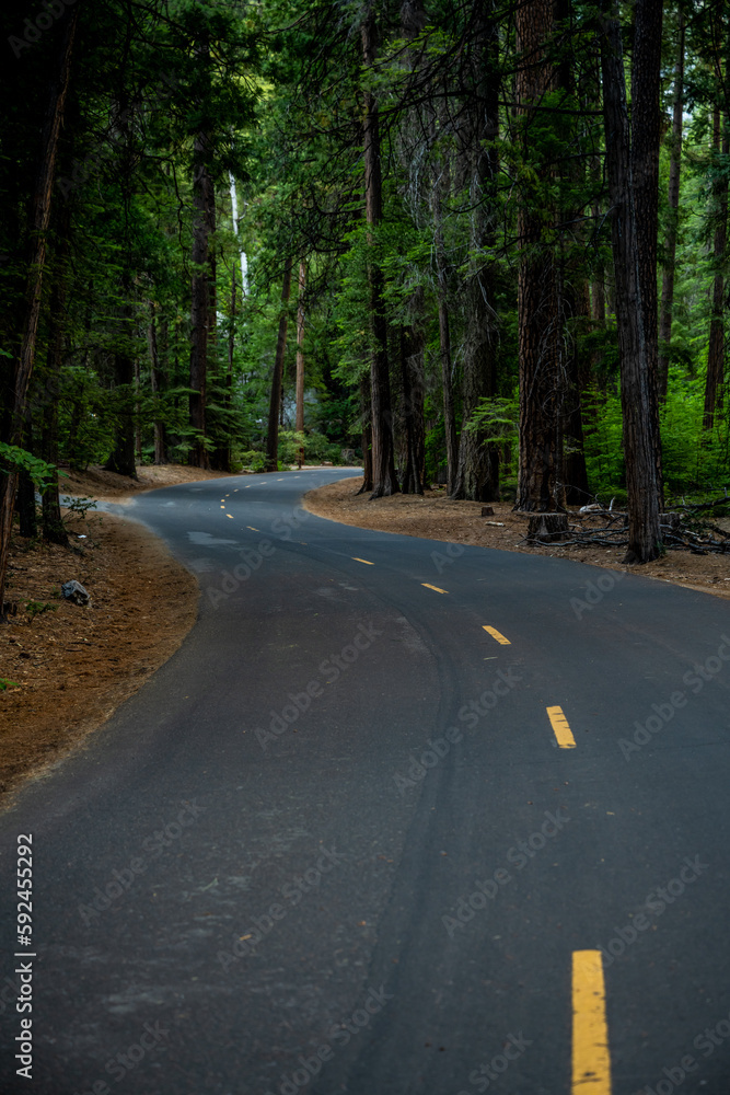 Obraz premium Paved S Curve Through Thick Pine Forest