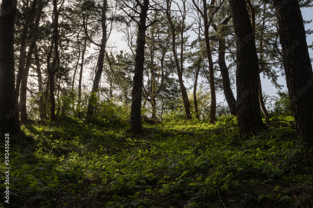 Green forest with sunlight
Green forest with sunlight